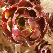 aeonium arboreum-zwartkop