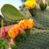 A...kaktusy Królowa