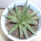 Aloes Aristata