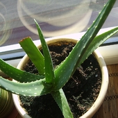 Aloes2