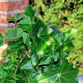 Begonia Grandis Evansiana, podobno :)