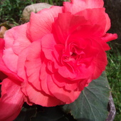 Begonia ciemniejszy róż :)