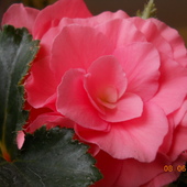Begonia różowa...