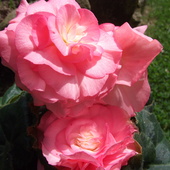 Begonia różowa:)