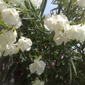 Biały oleander.