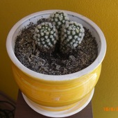 c.d. kaktus :)