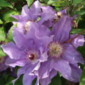 Clematis(The President)