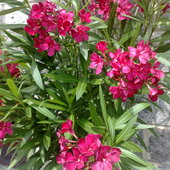 czerwony oleander
