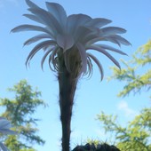 Echinopsis multiplex