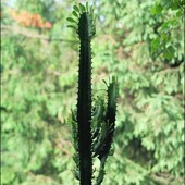 Euphorbia trigona  - Wilczomlecz,