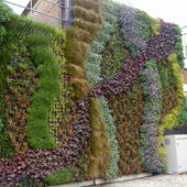 Green Wall Przy Stac