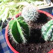 kaktusiki