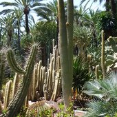 kaktusowy ogród 
