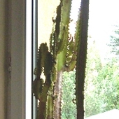 Kaktusy Mojego Męż