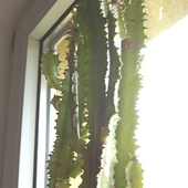Kaktusy.