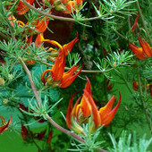 Komonica plamista (Lotus maculatus).