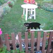 Kot pilnujący ogrodu.