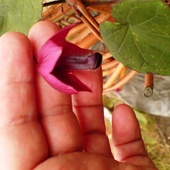 kwiatek rodochitona
