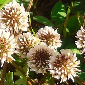 Kwiaty biało brązowe