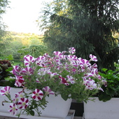 Kwiaty Z Balkonu (or