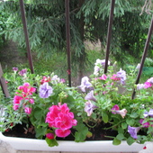 kwiaty z balkonu(widok przez pręty balkonowe :-)))  )