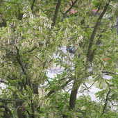 Kwitnąca akacja