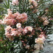 Łososiowy oleander.