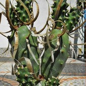 Opuntia articulata papyracantha (daw. Tephrocactus)