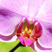Phalaenopsis, Storczyk