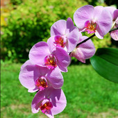 Phalaenopsis, Storcz
