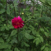 pioerwszy kwiat georginii