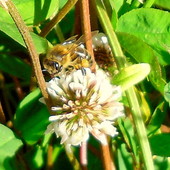 Pszczoły  wiedzą o tym cudnym zapachu koniczyny