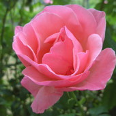 roza rozowa