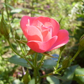 Róża różowa