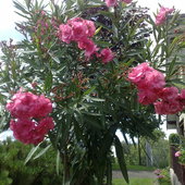 Różowy oleander - pełny. 