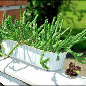 Orbea variegata 