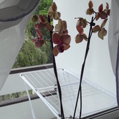 Storczyk- Orchidea