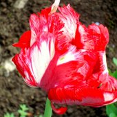 Tulipan w barwach narodowych.