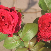 U mnie przewaga róż w kolorze miłości:)