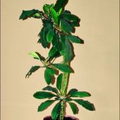 Wilczomlecz białounerwiony (Euphorbia leuconeura) 