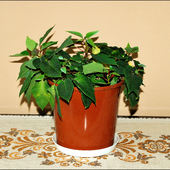 Wilczomlecz nadobny (Euphorbia pulcherrima Willd. ex Klotzsch), zwany także poinsecją nadobną lub gwiazdą betlejemską