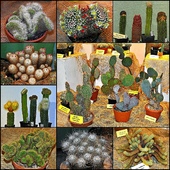 Wspomnienie kaktusowej wystawy