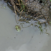 Żaba w kąpieli