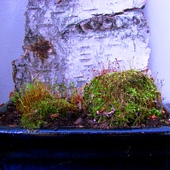 Złotowłos strojny (Polytrichastrum formosum) z rodziny płonnikowatych na kamieniach