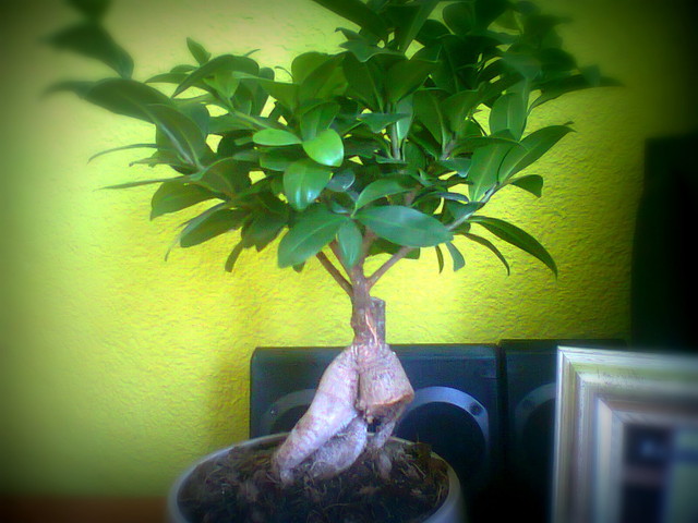 co to za odmiana bonsai 