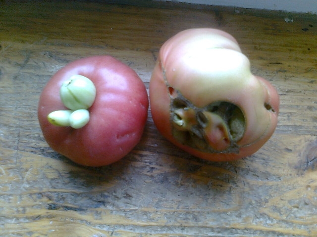 Dziwne pomidory....