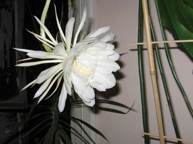 epiphyllum oxypetalum (kwiat jednej nocy)