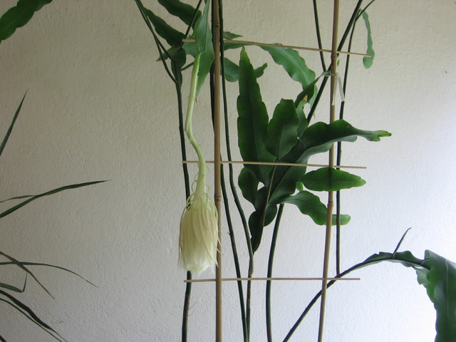 epiphyllum oxypetalum nad ranem
