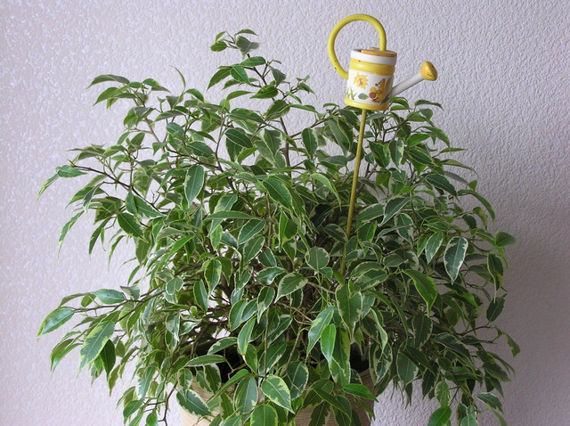 Ficus Benjamina miniaturka