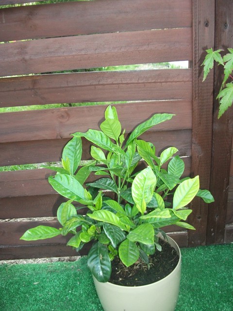 gardenia jaśminowata